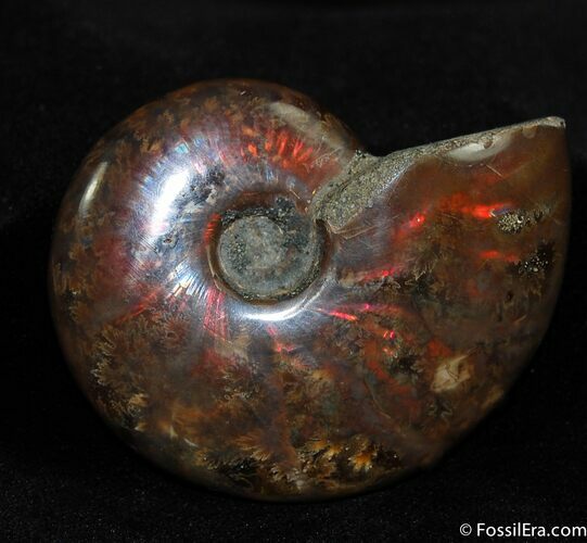 Iridescent Red Ammonite Inches Wide #425